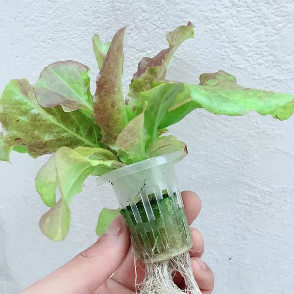 Hydroponic Grow Kit 2 vrstvy Balkonová hydroponie Hydroponie z PVC hadice s vodní pumpou