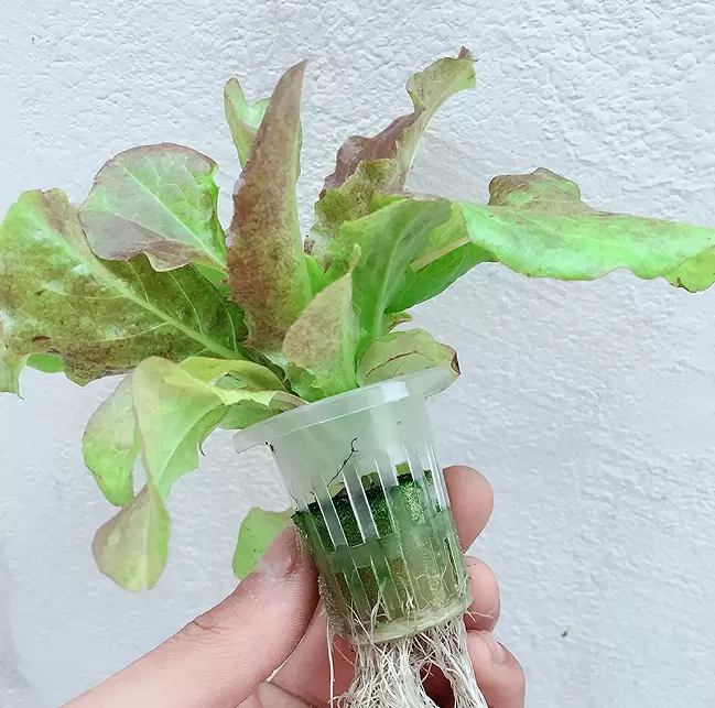 Hydroponic Grow Kit 2 vrstvy Balkonová hydroponie Hydroponie z PVC hadice s vodní pumpou